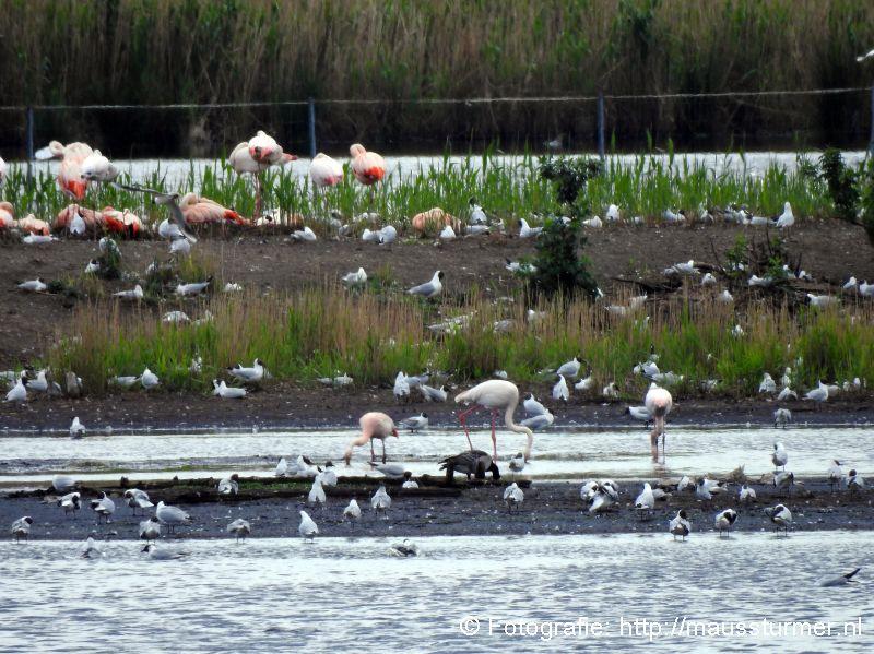 2017-05-20 (425) Flamingo's en kolonies meeuwen .jpg
